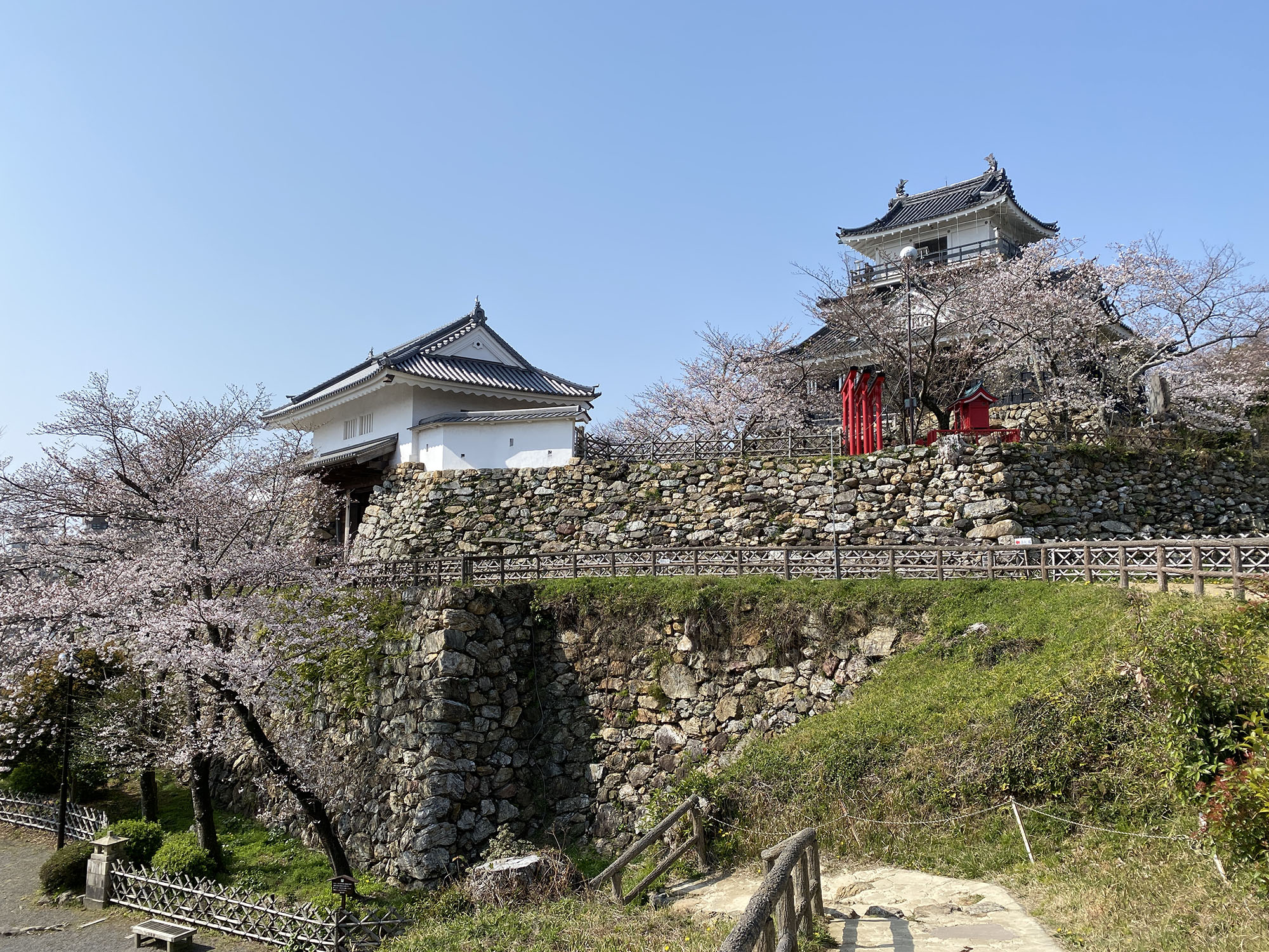 浜松城の桜